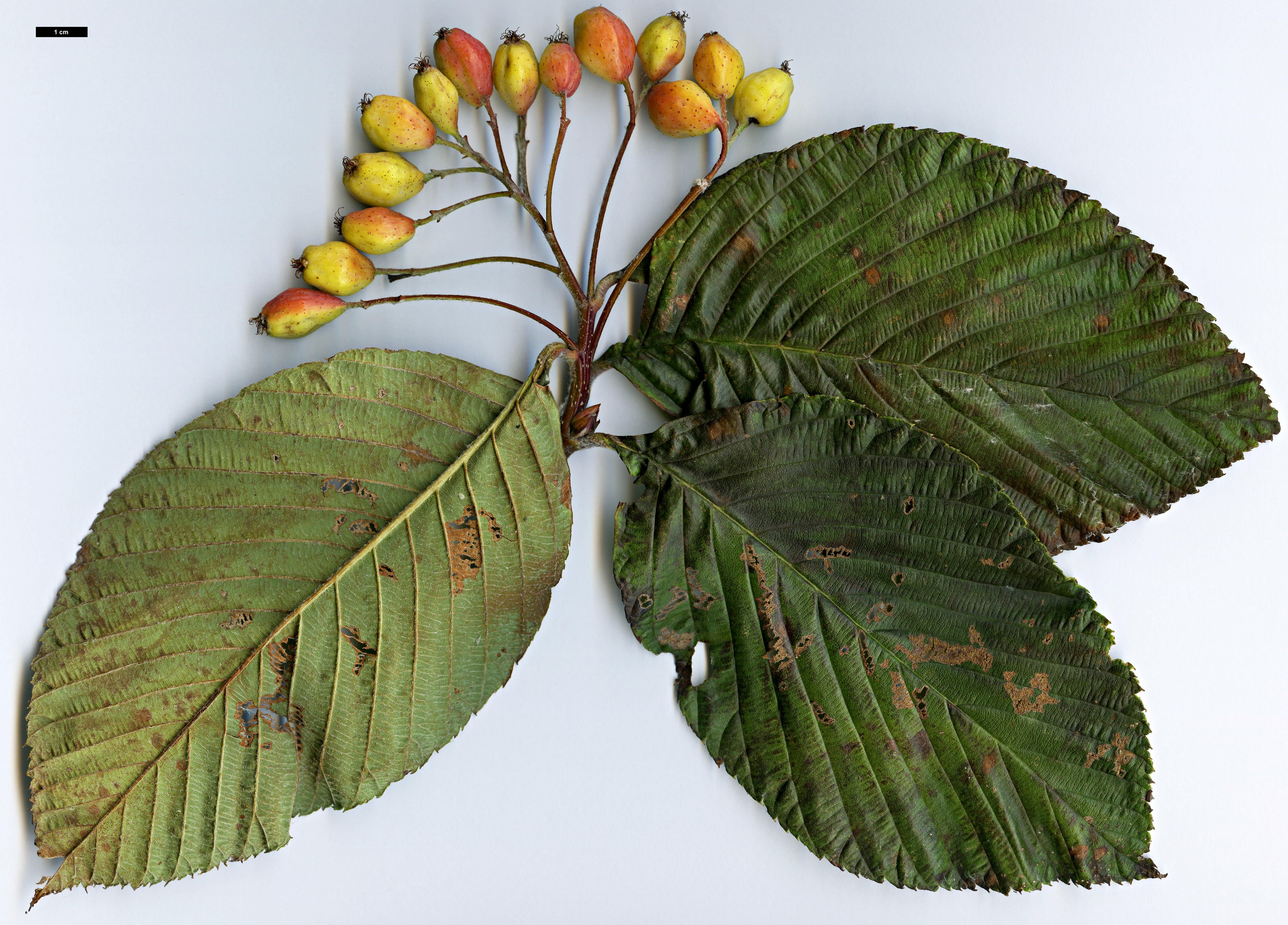 High resolution image: Family: Rosaceae - Genus: Sorbus - Taxon: heseltinei - SpeciesSub: var. glabrescens